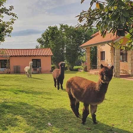Hotel 3 Alpacas La Campa Exterior foto