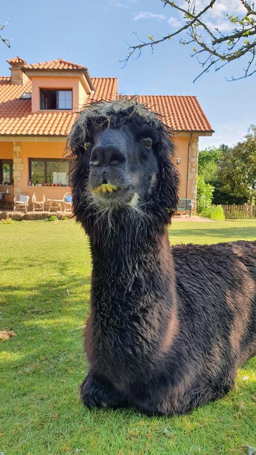 Hotel 3 Alpacas La Campa Exterior foto